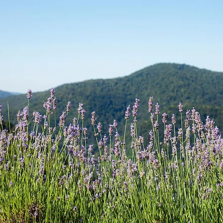 Διαμέρισμα Vrhouc *