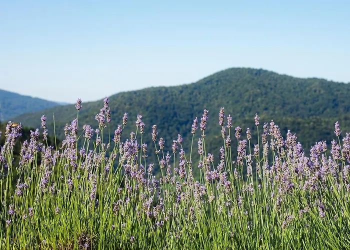 Appartamento Vrhouc *